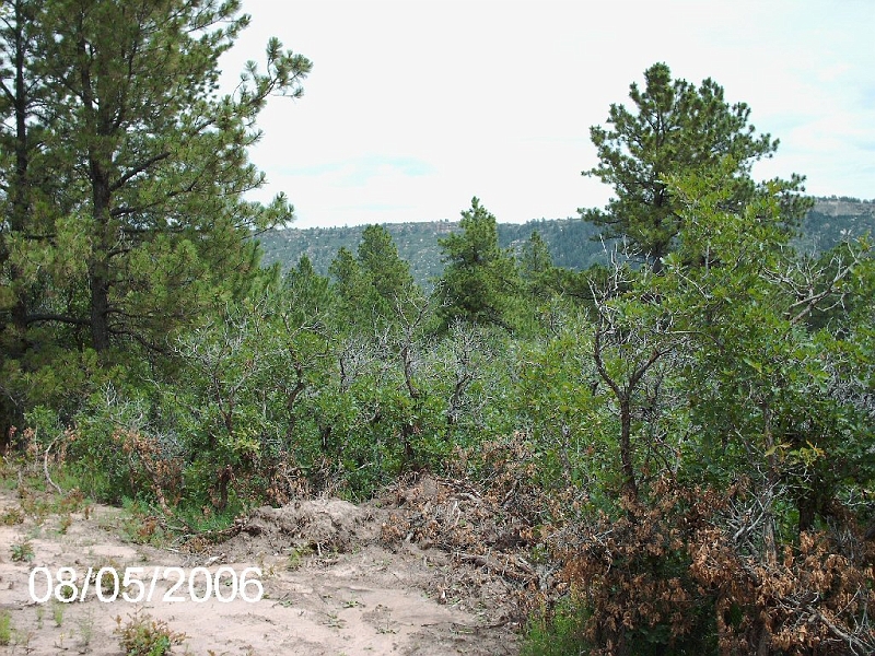 Hidden Forest 004.jpg